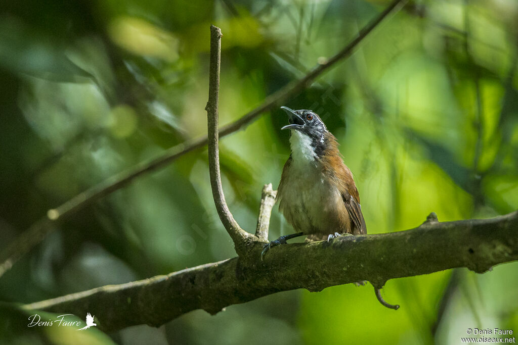 Coraya Wrenadult, song