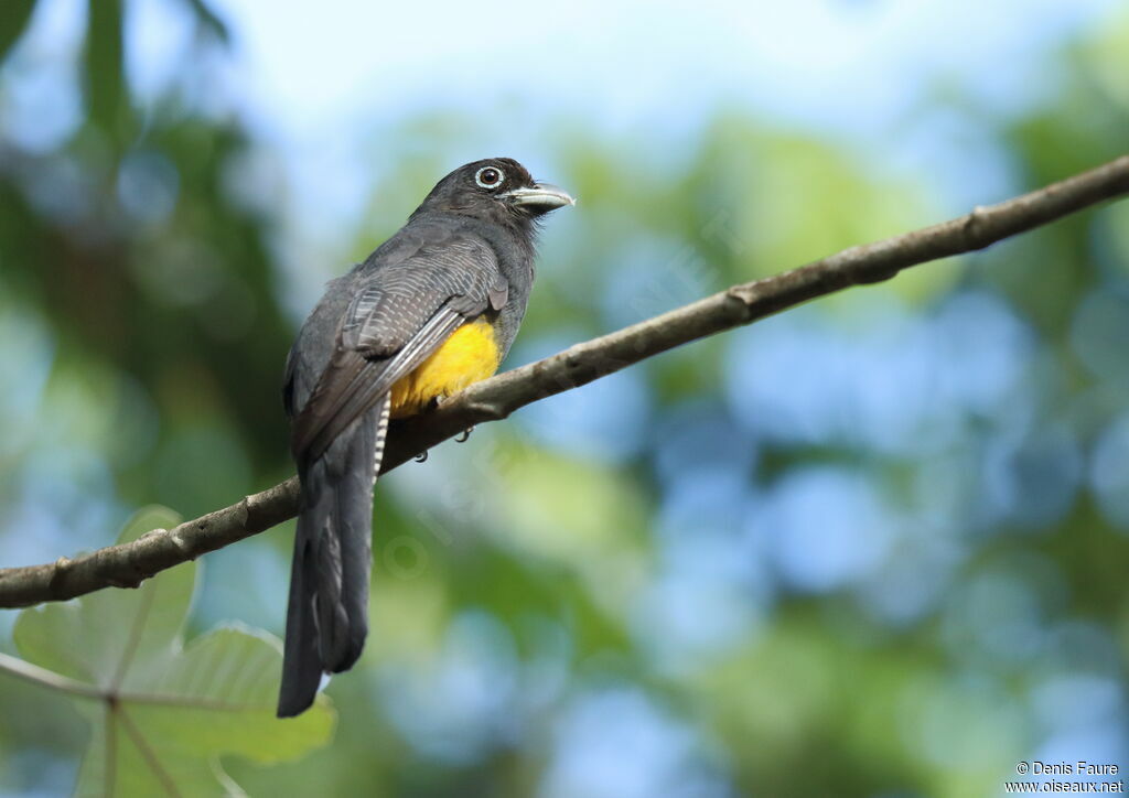 Trogon à queue blanche