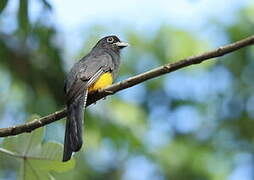 Trogon à queue blanche