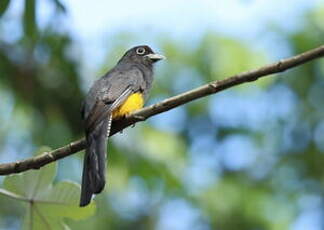 Trogon à queue blanche