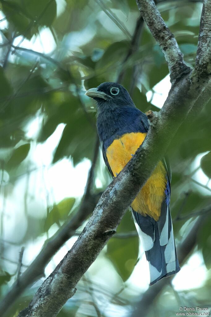 Trogon à queue blanche mâle adulte