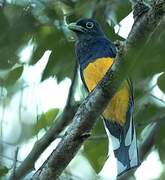 Green-backed Trogon