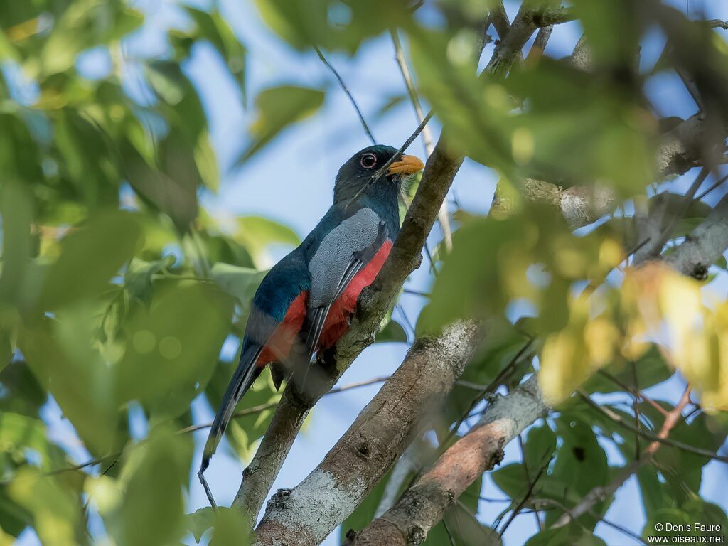 Trogon à queue noire mâle adulte