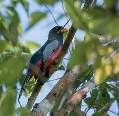 Trogon à queue noire