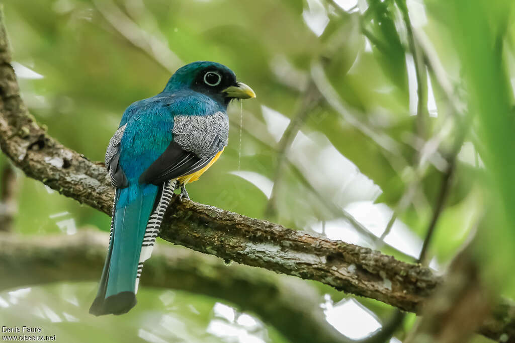 Trogon aurore mâle adulte