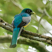 Amazonian Black-throated Trogon