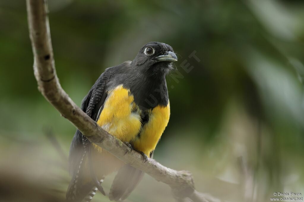 Guianan Trogon