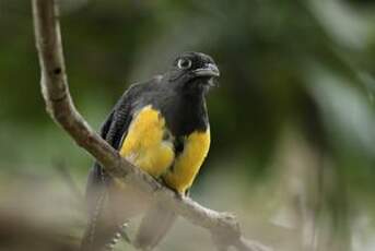 Trogon violacé