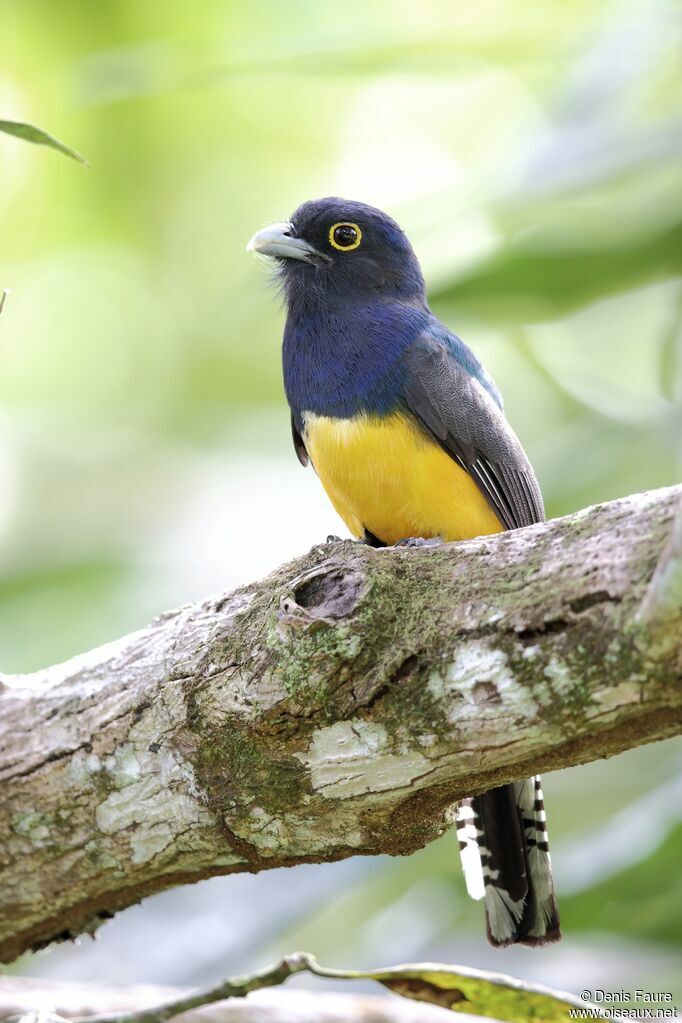 Trogon violacé