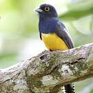 Trogon violacé