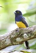 Guianan Trogon