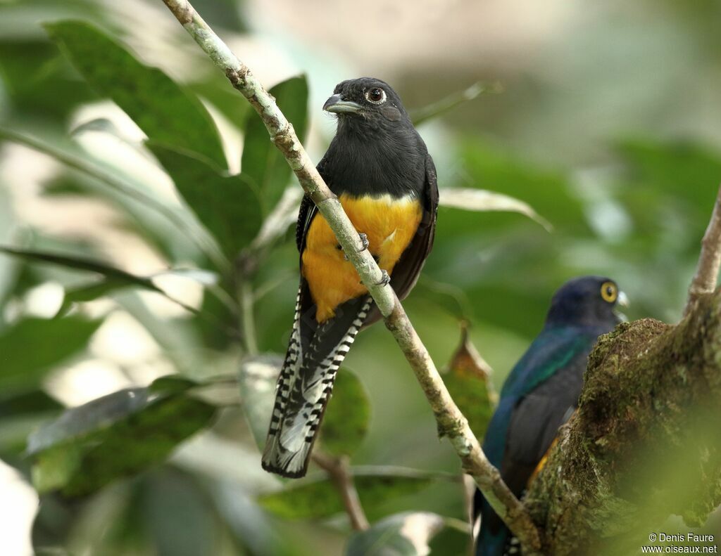 Trogon violacéadulte, mange