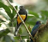 Trogon violacé