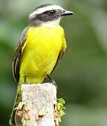 Rusty-margined Flycatcher