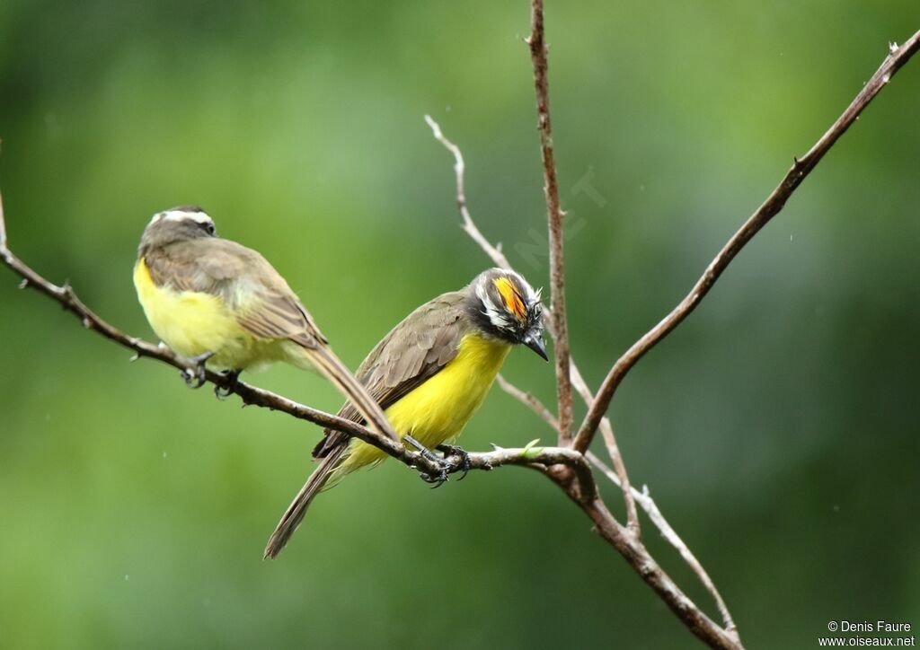 Rusty-margined Flycatcher