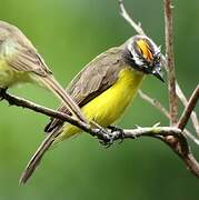 Rusty-margined Flycatcher