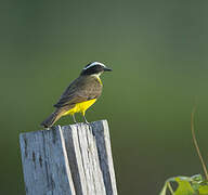 Rusty-margined Flycatcher