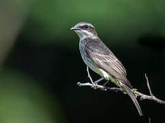 Piratic Flycatcher