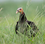 Lesser Yellow-headed Vulture