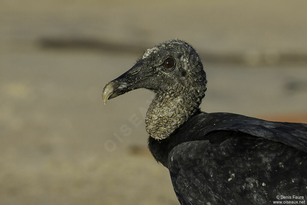 Black Vulture