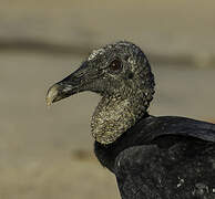 Black Vulture