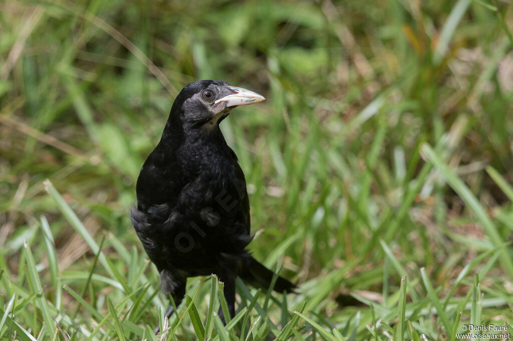 Giant Cowbirdjuvenile