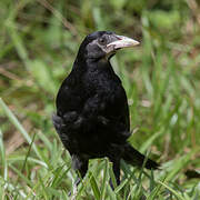 Giant Cowbird