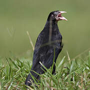 Giant Cowbird