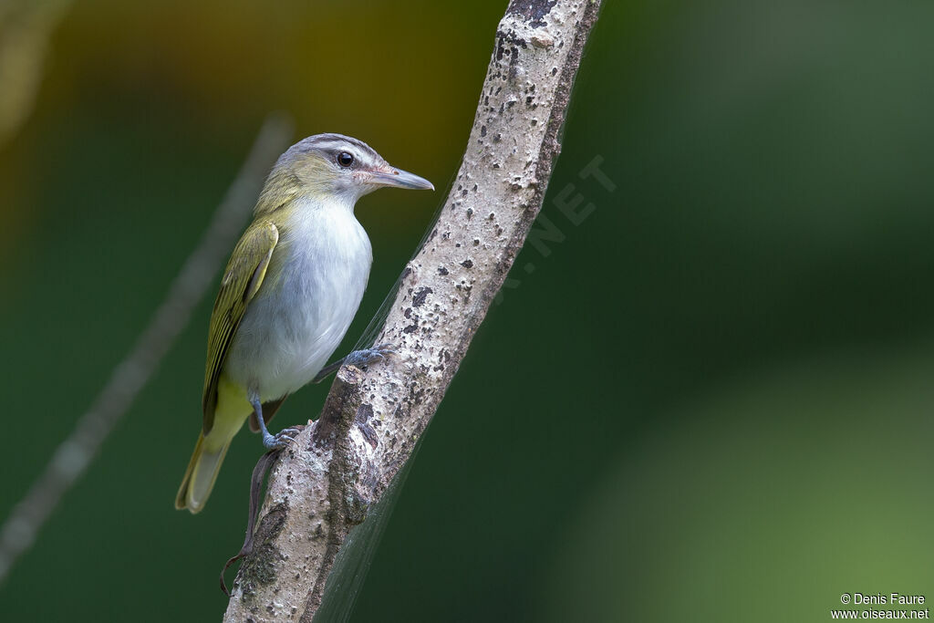 Red-eyed Vireojuvenile, identification, pigmentation