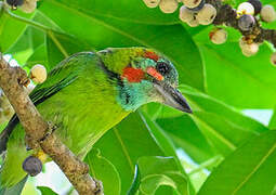 Blue-eared Barbet