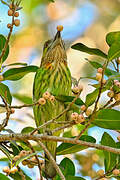 Green-eared Barbet