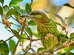 Green-eared Barbet