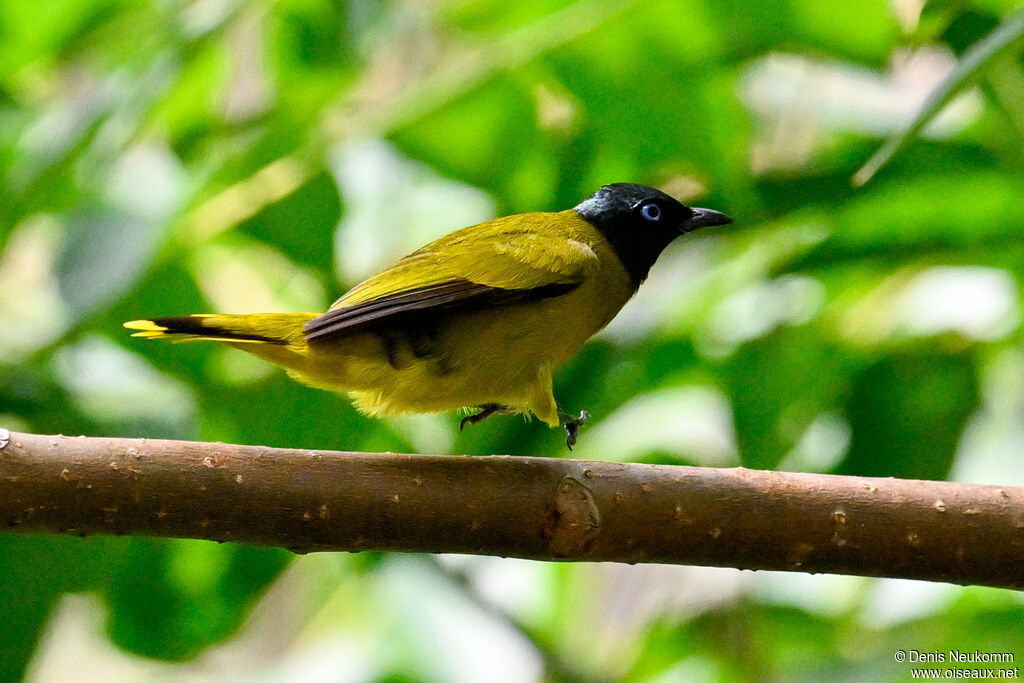 Black-headed Bulbul