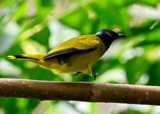 Bulbul cap-nègre