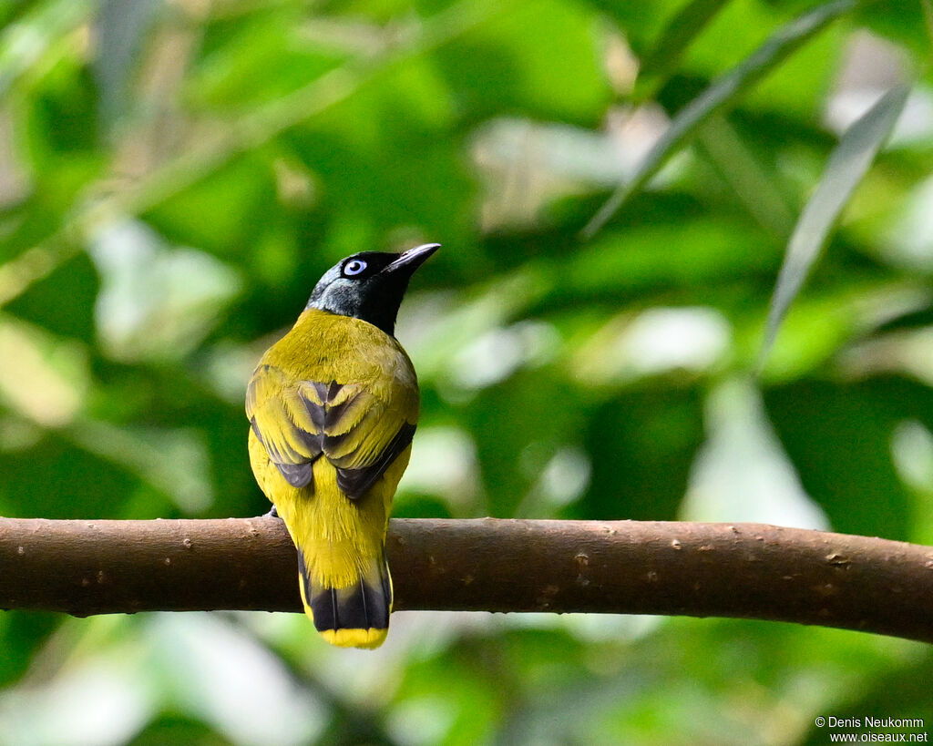 Black-headed Bulbul