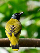 Black-headed Bulbul