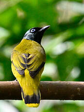Bulbul cap-nègre