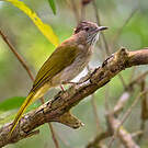 Bulbul de McClelland