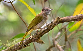 Mountain Bulbul