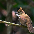 Bulbul ocré
