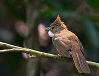 Bulbul ocré