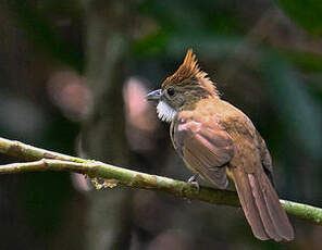 Bulbul ocré