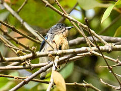 Cambodian Flowerpecker