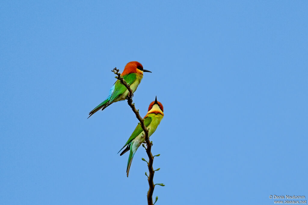 Chestnut-headed Bee-eater