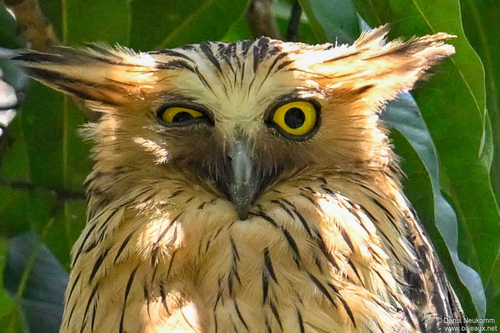 Buffy Fish Owl