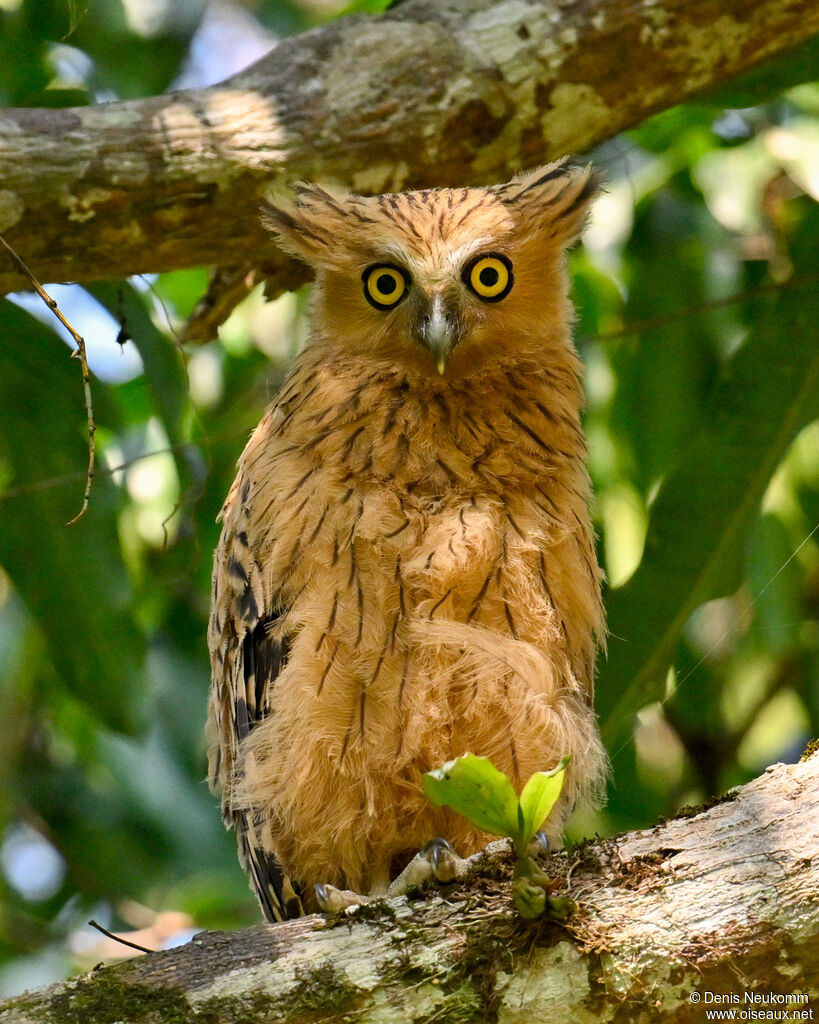Buffy Fish Owl