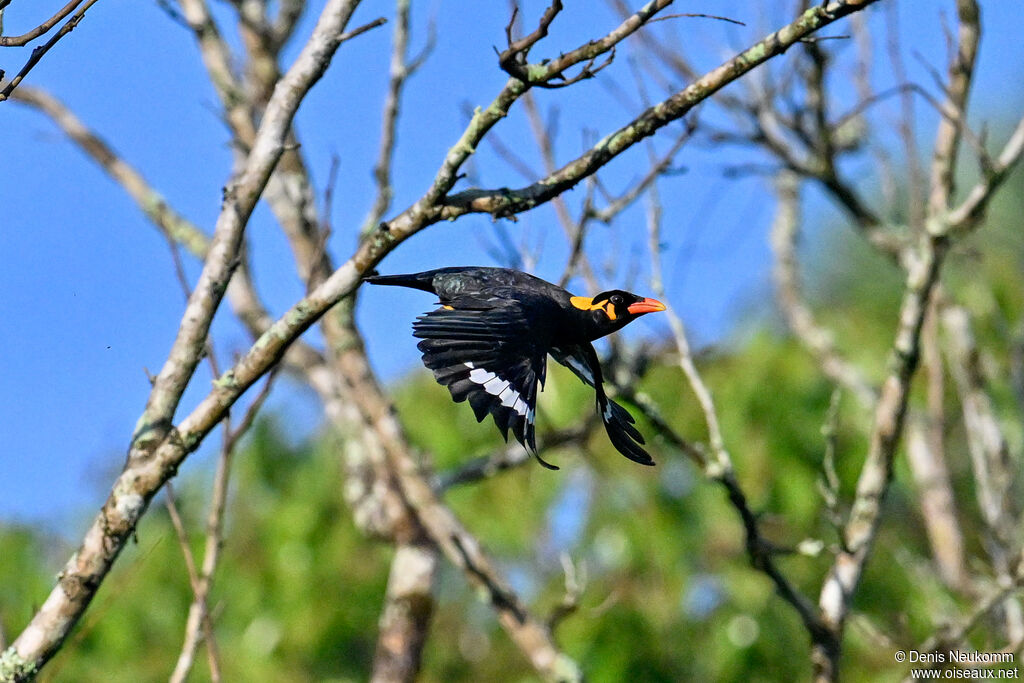 Common Hill Myna