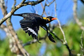 Common Hill Myna