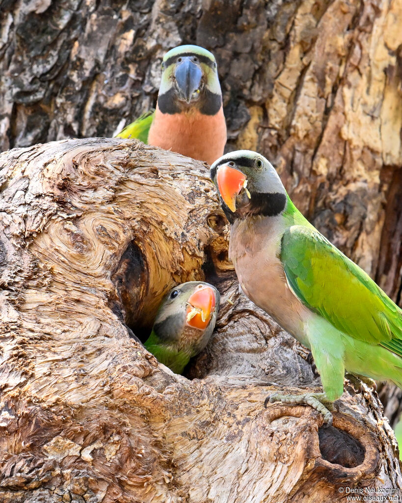 Red-breasted Parakeet