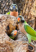 Red-breasted Parakeet